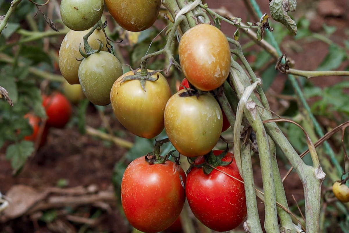 AHMED DIDAATI πΊπ¬ (@alididaat) on Twitter photo "Just harvested fresh tomatoes from my urban garden! Urban farming is a game-changer for food security and sustainability. Start small, grow your own, and enjoy the rewards! What's your favorite urban farming tip? Share with me! πΈ<a href="/AliDidaat/">AHMED DIDAATI πΊπ¬</a>
#JossGawin
#UrbanFarming
#HomeGrown "Just harvested fresh tomatoes from my urban garden! Urban farming is a game-changer for food security and sustainability. Start small, grow your own, and enjoy the rewards! What's your favorite urban farming tip? Share with me! πΈ<a href="/AliDidaat/">AHMED DIDAATI πΊπ¬</a>
#JossGawin
#UrbanFarming
#HomeGrown
