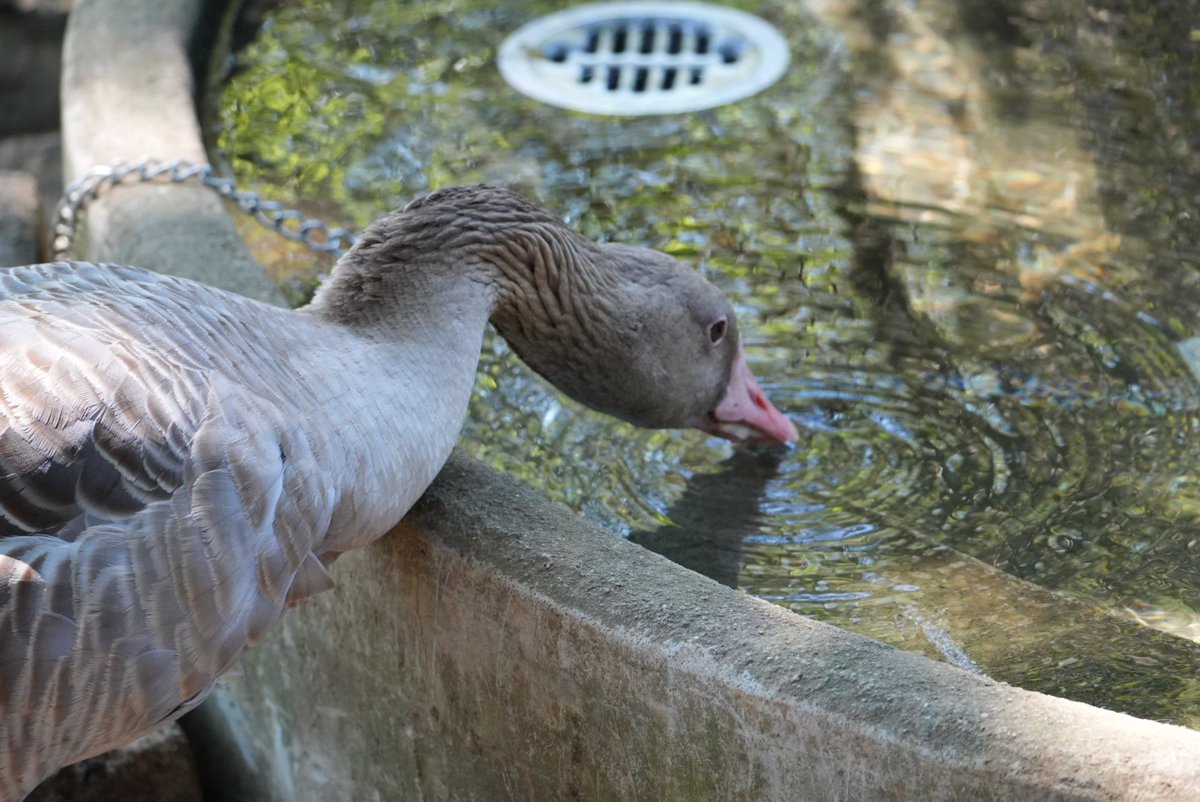 ハイイロガン飼育してるの実は多摩だけなんよね