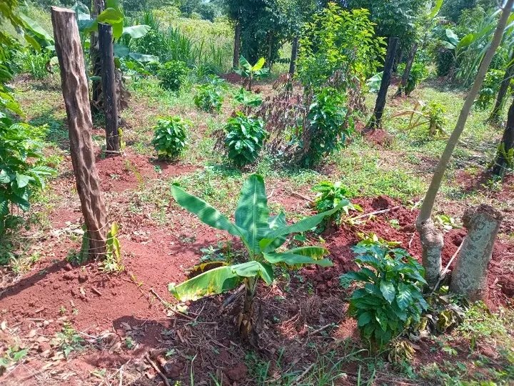 Apply some organic manure to your plants and watch them grow fast and healthy Apply organic manure on your farm and see how biodiversity thrives.
For your information Organic farming is also another natural way of caring for the environment.

UECO