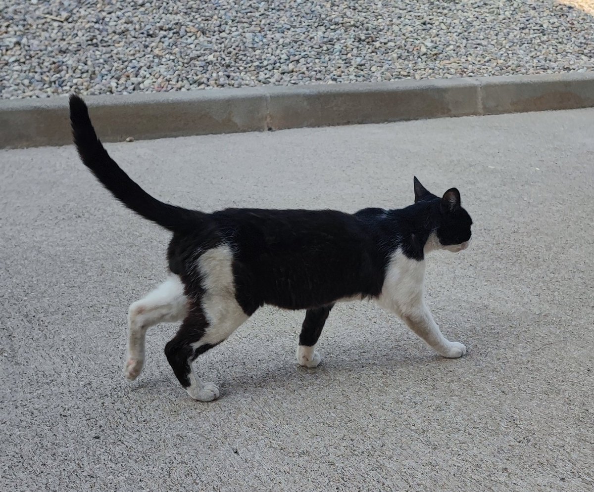 Ce gentil petit chat a été abandonné devant la clinique vétérinaire Borgo Véto 😿

Est-ce que quelqu'un pourrait le recueillir ?