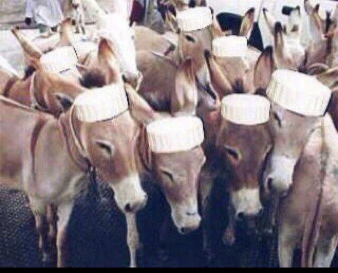 🤣🤣خضير المباراة بين الاتحاد والنصر ولي يزعل ونبح ويناهق الطواقي تراكم ازعجتونا صياحكم واصل جلاجل 🤣🤣
هروب كبير ونسحاب من السوبر ويهايطون والله ماعرفنا لكم خضييييييييييييير وشفيه 😂😂