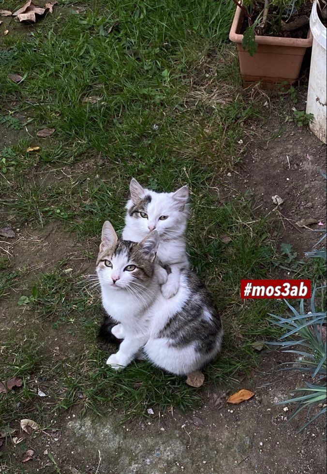 ุฌุงููุจ ุงุจู ุฌุจู (@8z8z8i) on Twitter photo #ูุจุณููุฉ ๐คุนุงูู ุงูุฑูุญ ุงูุชู ุชูุฏุฑู ูุชุธู ูููุฉ ูู ูู ูู ุงูุธุฑูู.
<a href="/8Z8Z8i/">ู
ุตุนุจ ูุจู ุงูุชุนุฏูู</a>
#mos3ab โ#ุฏู
ุชู
_ุจูุนู ๐ค
#JossGawin #jrokez #ูุง_ุงูุง
#ุตุจุงุญ_ุงูุฎูุฑ #ุงููุตุฑ #jrokez #ุงูุงุชุญุงุฏ_ุงููุตุฑ #ูููุณ #ุณุนูุฏ_ุงููุญุทุงูู ุนู
ุฑ ุงูุณุจุงุนู #ูุง_ูุณุญุจ_ุฃุฑุถ_ุงูุฒู
ุงูู_ุฃูุชูุจุฑ #ููุงู_Summary #ูุจุณููุฉ ๐คุนุงูู ุงูุฑูุญ ุงูุชู ุชูุฏุฑู ูุชุธู ูููุฉ ูู ูู ูู ุงูุธุฑูู.
<a href="/8Z8Z8i/">ู
ุตุนุจ ูุจู ุงูุชุนุฏูู</a>
#mos3ab โ#ุฏู
ุชู
_ุจูุนู ๐ค
#JossGawin #jrokez #ูุง_ุงูุง
#ุตุจุงุญ_ุงูุฎูุฑ #ุงููุตุฑ #jrokez #ุงูุงุชุญุงุฏ_ุงููุตุฑ #ูููุณ #ุณุนูุฏ_ุงููุญุทุงูู ุนู
ุฑ ุงูุณุจุงุนู #ูุง_ูุณุญุจ_ุฃุฑุถ_ุงูุฒู
ุงูู_ุฃูุชูุจุฑ #ููุงู_Summary