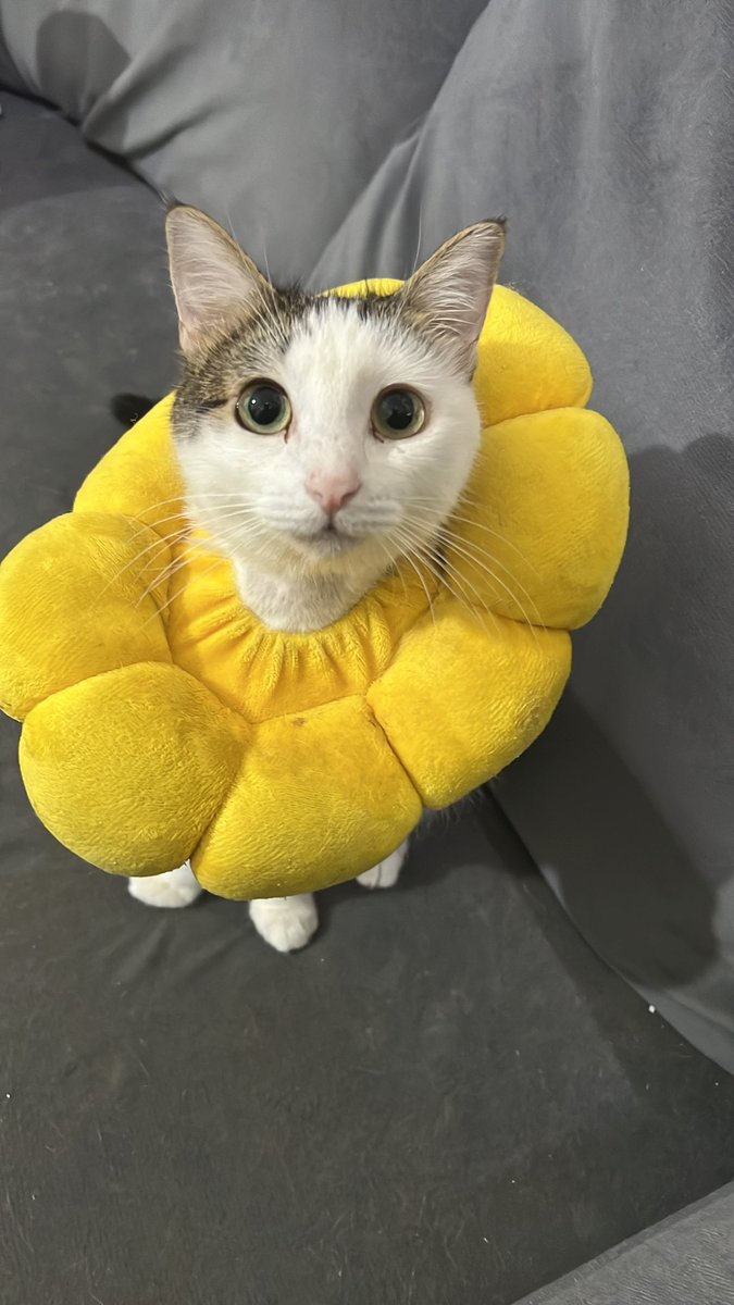 El 8 de septiembre inicio (por fin) en mi nuevo trabajo 🎉🎉🎉
Sin embargo, necesito YA comprarle a Jessie sus cápsulas para su tratamiento de PIF. 
Tengo casi $1000 que podría dar de anticipo si alguien pudiera prestarnos su TDC para pedirlas y dar ese primer pago.
Alguien? 🙏🏼🥺