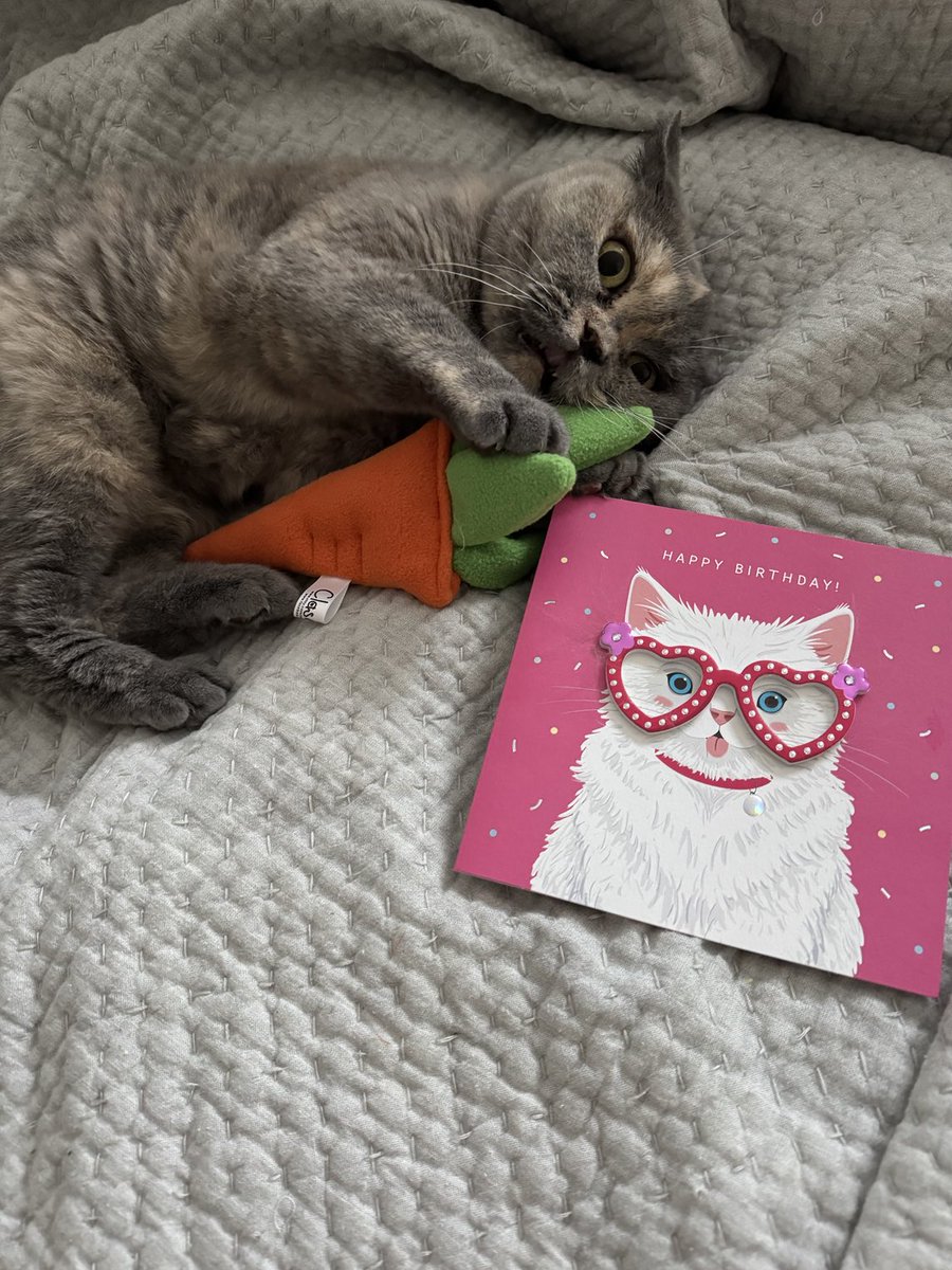 It’s my birthday! I’m 11 today. Another ⁦<a href="/clasicats/">Clasicats</a>⁩ toy for my collection! Big purrs.