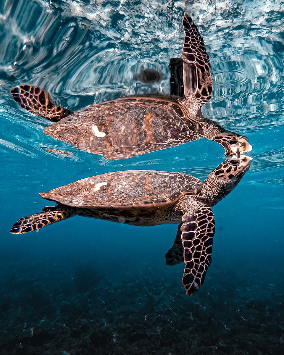 ASMNewsTR's tweet image. 🐛 Böcekler
Bazı su böcekleri sırtlarında hava kabarcığı taşıyarak suyun altında adeta tüpsüz dalış yapar.

🐢 Deniz kaplumbağaları
Okyanusta yönlerini, dünyanın manyetik alanını okuyarak bulurlar görünmez bir pusula gibi! 

#Böcekler #DenizKaplumbağası #Doğa #VahşiYaşam #Keşfet