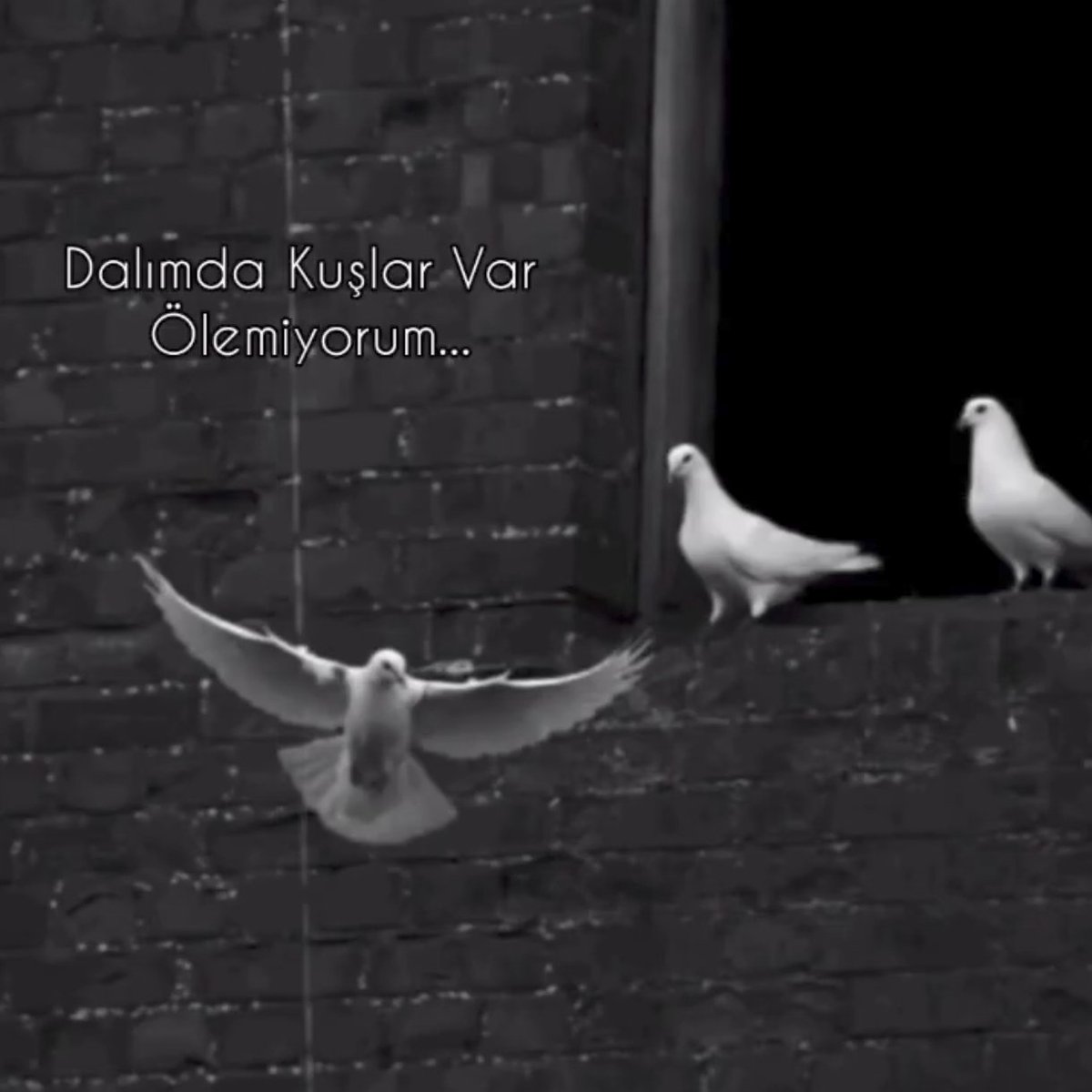 'sîneler ve sızılar ' (@esmer1dutlekesi) on Twitter photo 