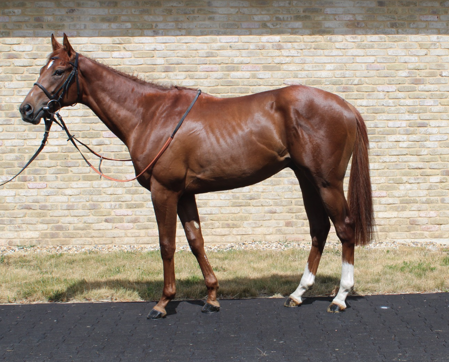 William Knight (@wknightracing) on Twitter photo We've got one runner today <a href="/kemptonparkrace/">Kempton Park Racecourse</a> :
5.50pm LUZON HEIGHTS runs over 7f with <a href="/linusghiani99/">Marco Ghiani</a> booked to ride.
Good Luck π
Sponsored by <a href="/chestnutgroupUK/">CHESTNUT</a> and <a href="/IMPGraphics/">imp</a>. We've got one runner today <a href="/kemptonparkrace/">Kempton Park Racecourse</a> :
5.50pm LUZON HEIGHTS runs over 7f with <a href="/linusghiani99/">Marco Ghiani</a> booked to ride.
Good Luck π
Sponsored by <a href="/chestnutgroupUK/">CHESTNUT</a> and <a href="/IMPGraphics/">imp</a>.