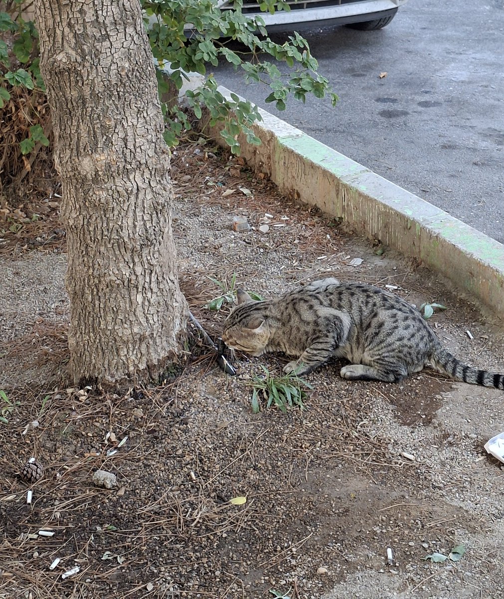 mstmoj's tweet image. تشنشه
البته بهش میاد همیشه گشنشم باشه