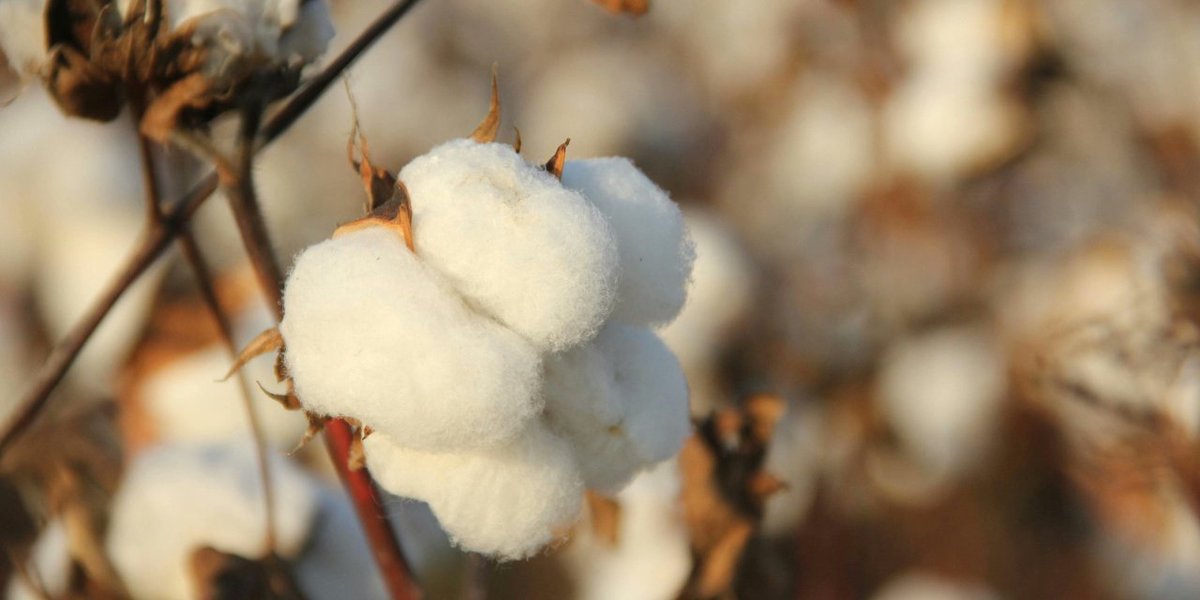 CAI retains 2024-25 cotton pressing estimate at 311.40 lakh bales; imports rise, closing stock projected higher.

Read More: textilevaluechain.in/in-depth-analy…

#CAI #CottonPressing #IndianCotton #CottonIndustry #CropUpdate #CottonTrade #CottonSupply #CottonExports