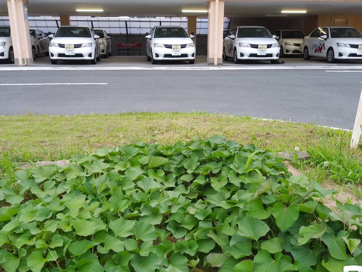 joko_drivers's tweet photo. 無農薬野菜^^
今年はサツマイモとトウモロコシに挑戦しました🍠 https://t.co/lg5oezlLM2
