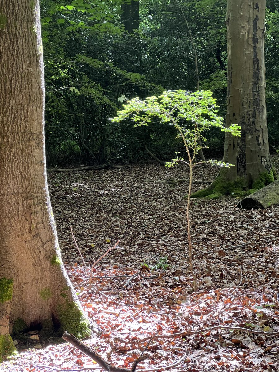 The best things in life are tree

#thebestthingsinlifearetree