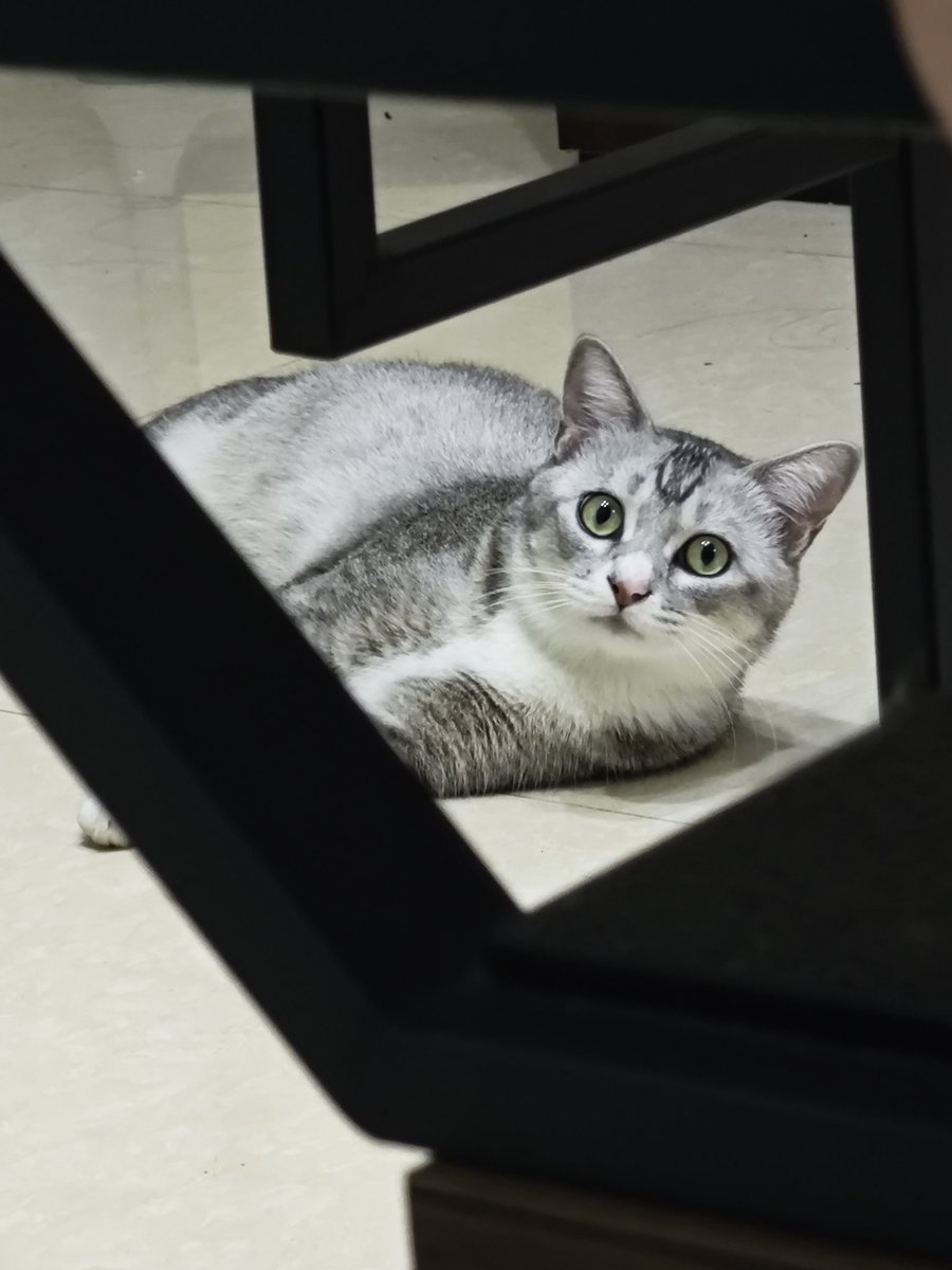 谁懂这个漂亮小咪