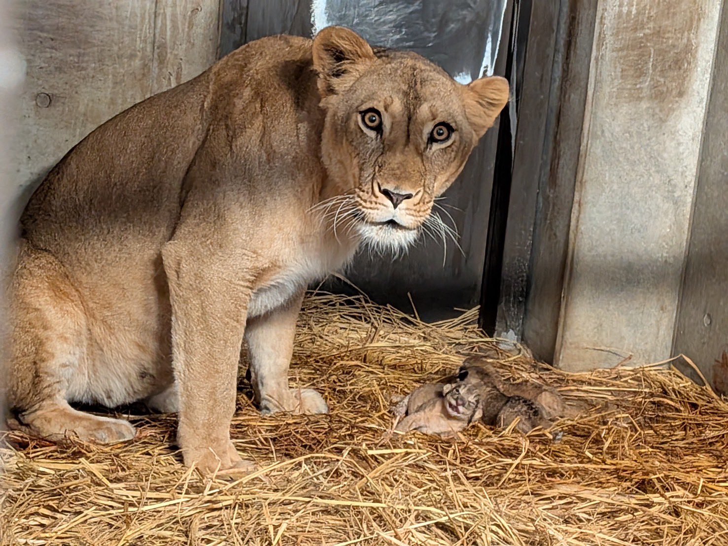 鉛筆画　ライオン　赤ちゃん image.jpg