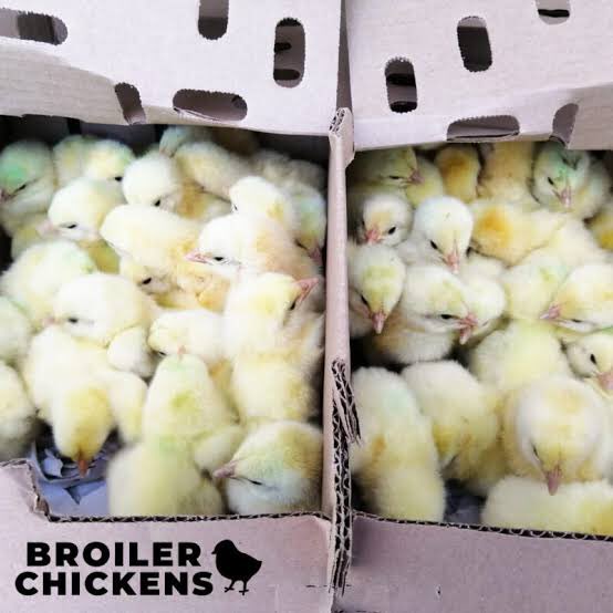 Reckless mind ๐๐ ๐ฌ๐ง ๐ณ๐ฌ (@lagossenior) on Twitter photo To express more on <a href="/Agronomme_/">AGRONOMME ๐ท๐ผ</a> post on broilers farming.
Are you really interested in going into chicken (meat production)
Broilers is the best for you. To express more on <a href="/Agronomme_/">AGRONOMME ๐ท๐ผ</a> post on broilers farming.
Are you really interested in going into chicken (meat production)
Broilers is the best for you.