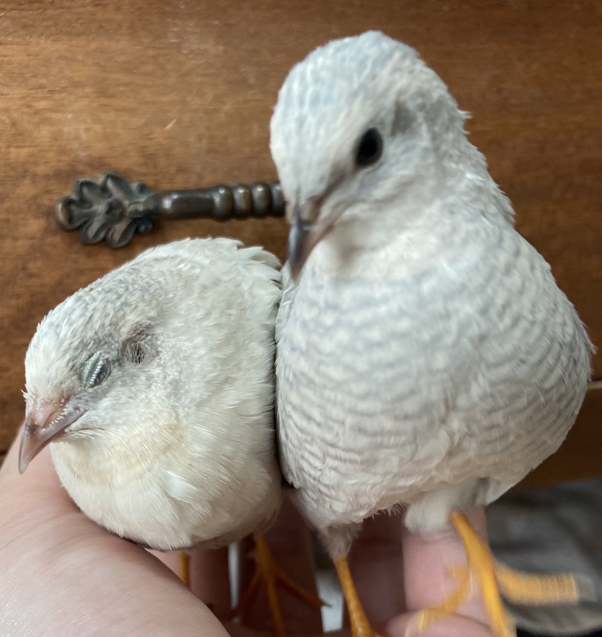 ひめうずら研究室 成鳥用配合飼料 4kg 鳥 餌 ヒメウズラ ひめ