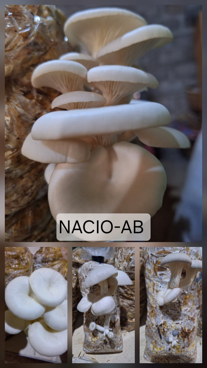 AbNacio's tweet photo. Pleurote frais disponible 
#champignon #mushroom #benin #Portonovo #formation https://t.co/wSIFuqVxUg