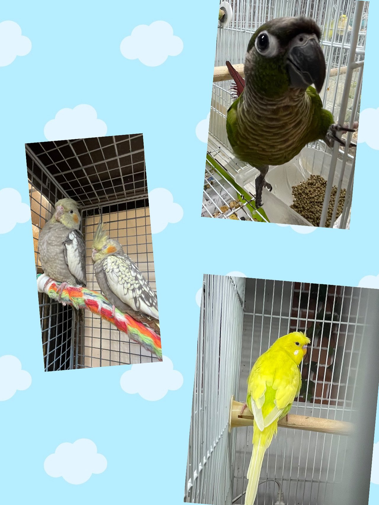 ウロコインコページです。 ウロコインコ販売中 - Search / X