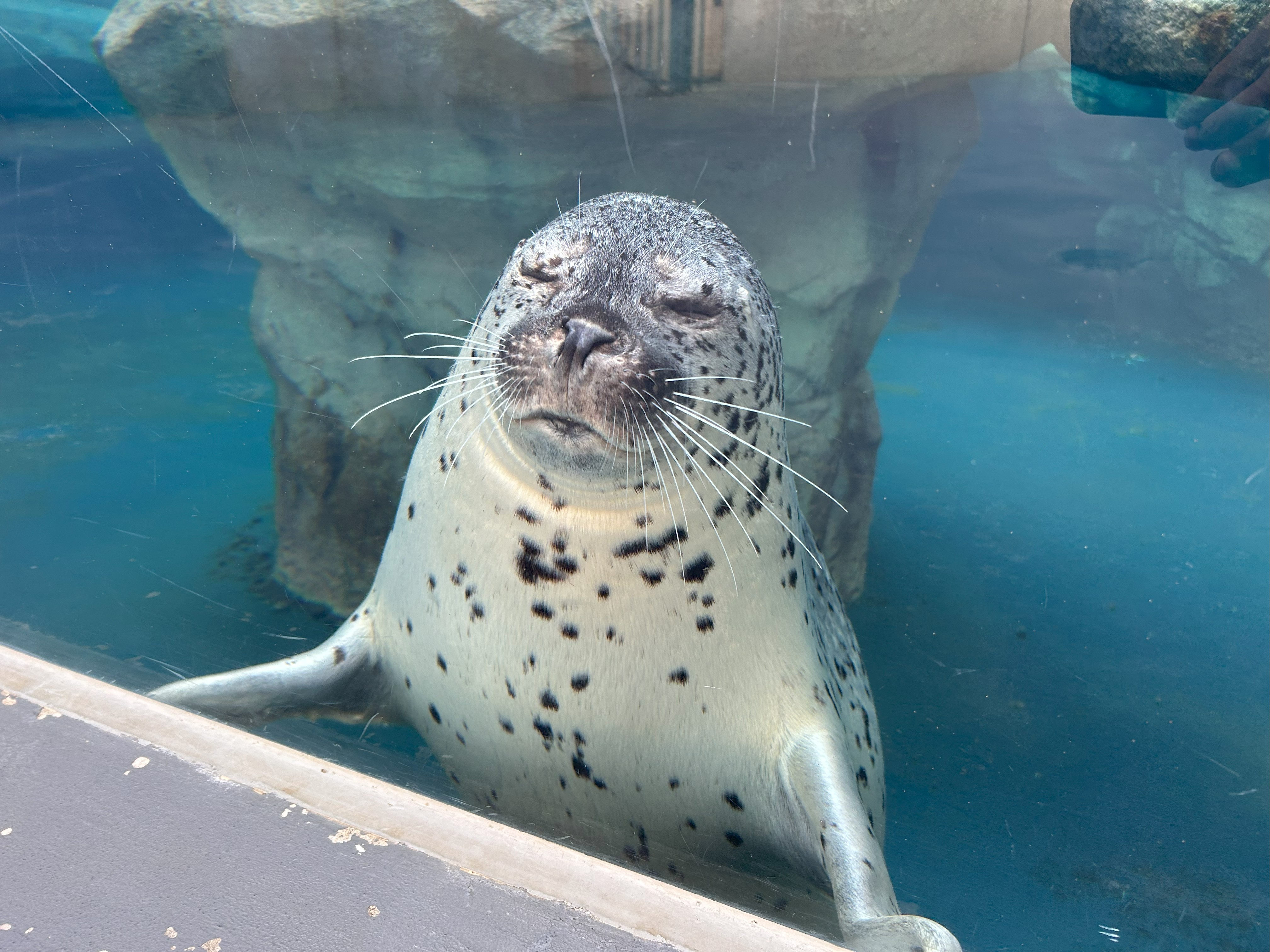鶴岡市立加茂水族館 on X: 