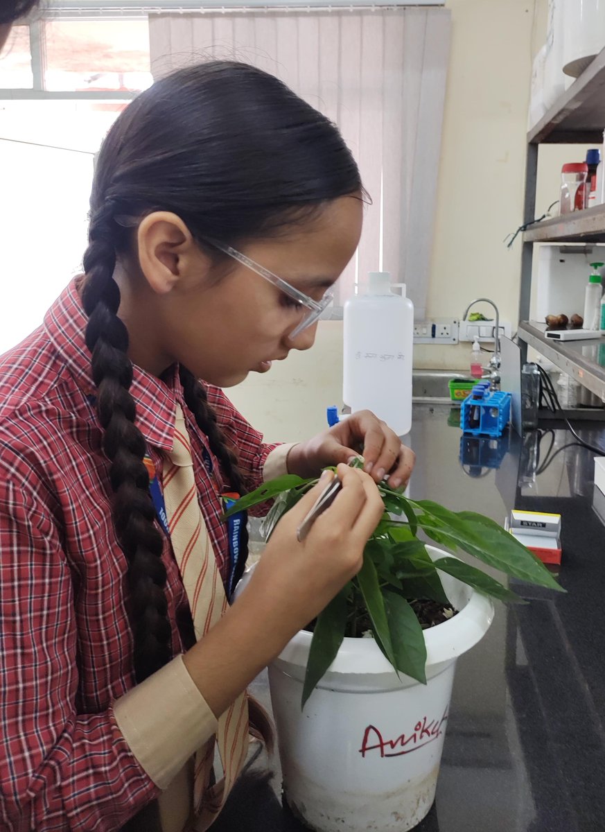 _AniketC_'s tweet photo. Inspiring young minds! 🌱 Spent a day with school children under One Day as a Scientist programme of CSIR-JIGYASA mission, sharing our plant breeding lab’s work on medicinal, aromatic &amp; floriculture crops. 🌸 #FutureScientists #ScienceForAll #SciComm https://t.co/2u9zJ1F6Sm