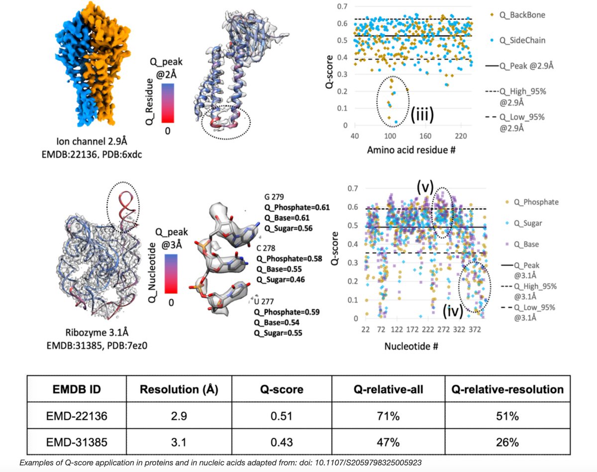 📄 New paper: 3DEM Structure Map Validation Recommendations 

Two new metrics assess model-to-map fitness in cryo-EM:
🔹 Q_relative_all → compares avg Q-score across PDB/EMDB
🔹 Q_relative_resolution → compares within similar resolution

#3DEM #CryoEM #wwPDB