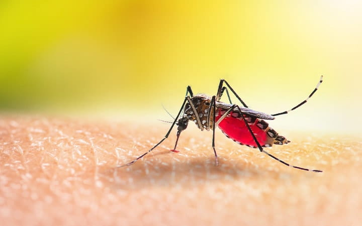 BREAKING: Europe is facing a record surge in mosquito-borne disease outbreaks, the EU health agency warns.