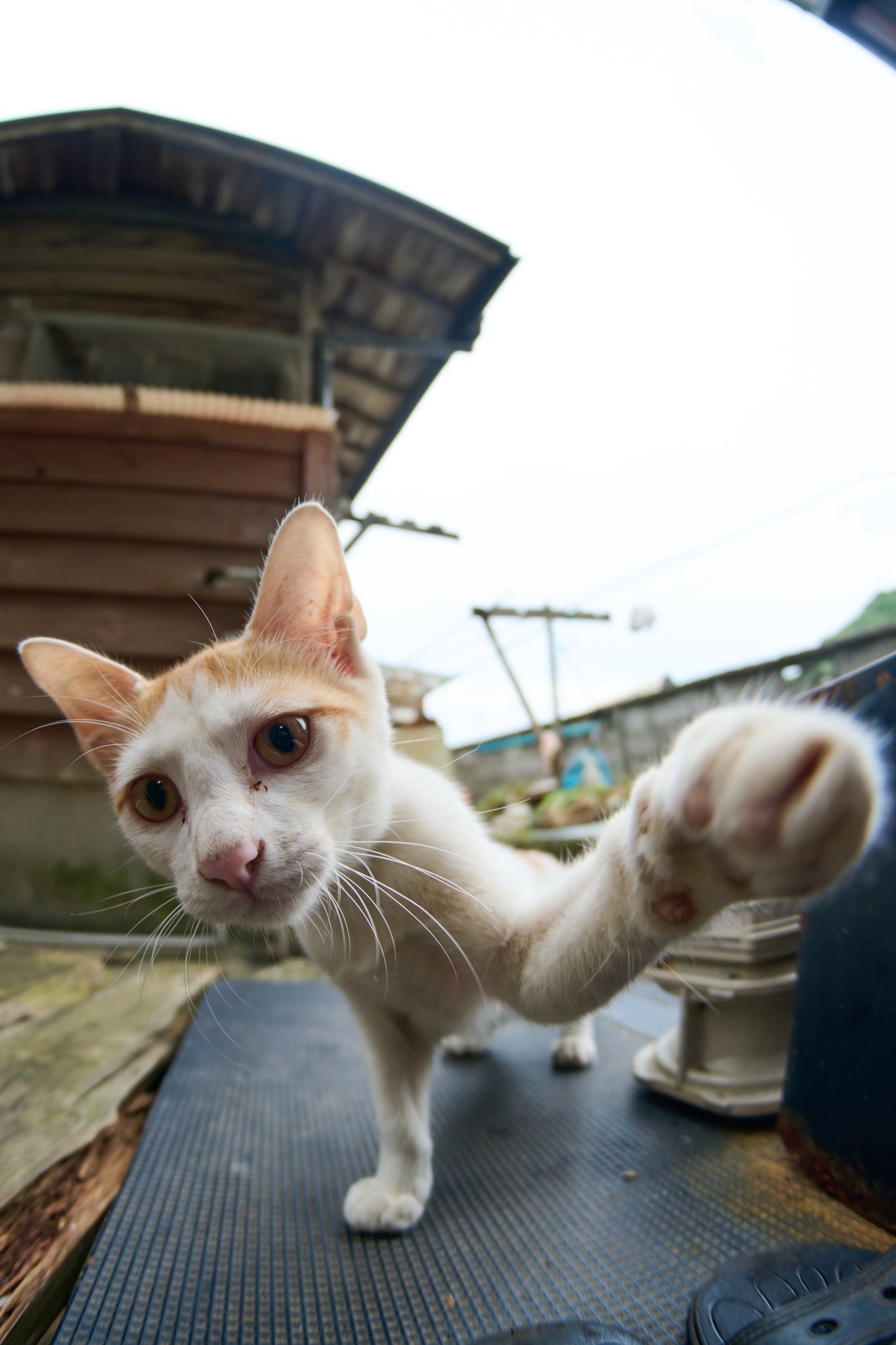 ねこねこねこ Sekai wa neko no mono | Sound Voltex Wiki | Fandom