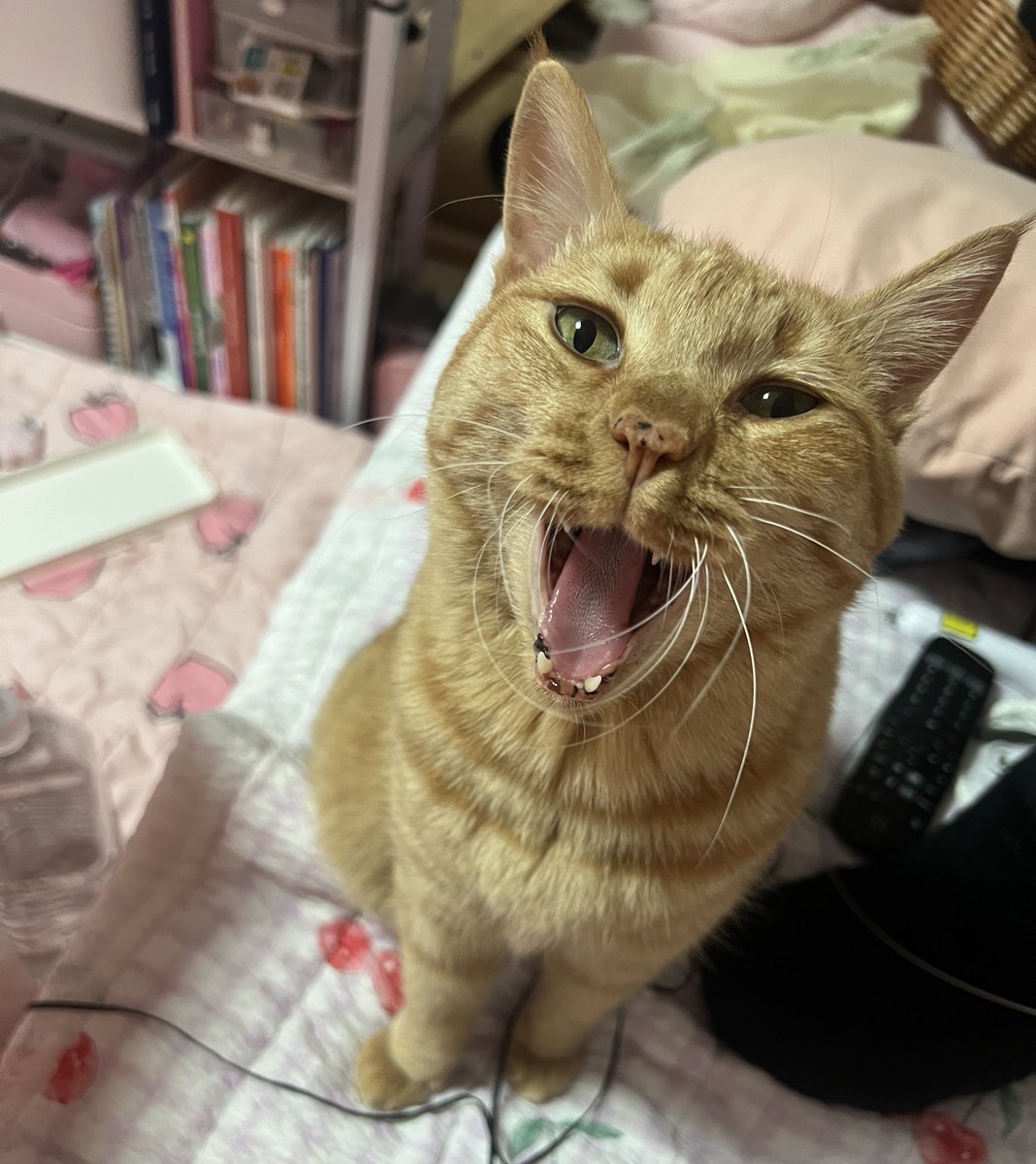 더 쓰다듬거라~!!