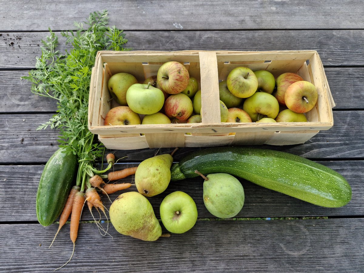 Erntekörbchen einfach beste! #Garten