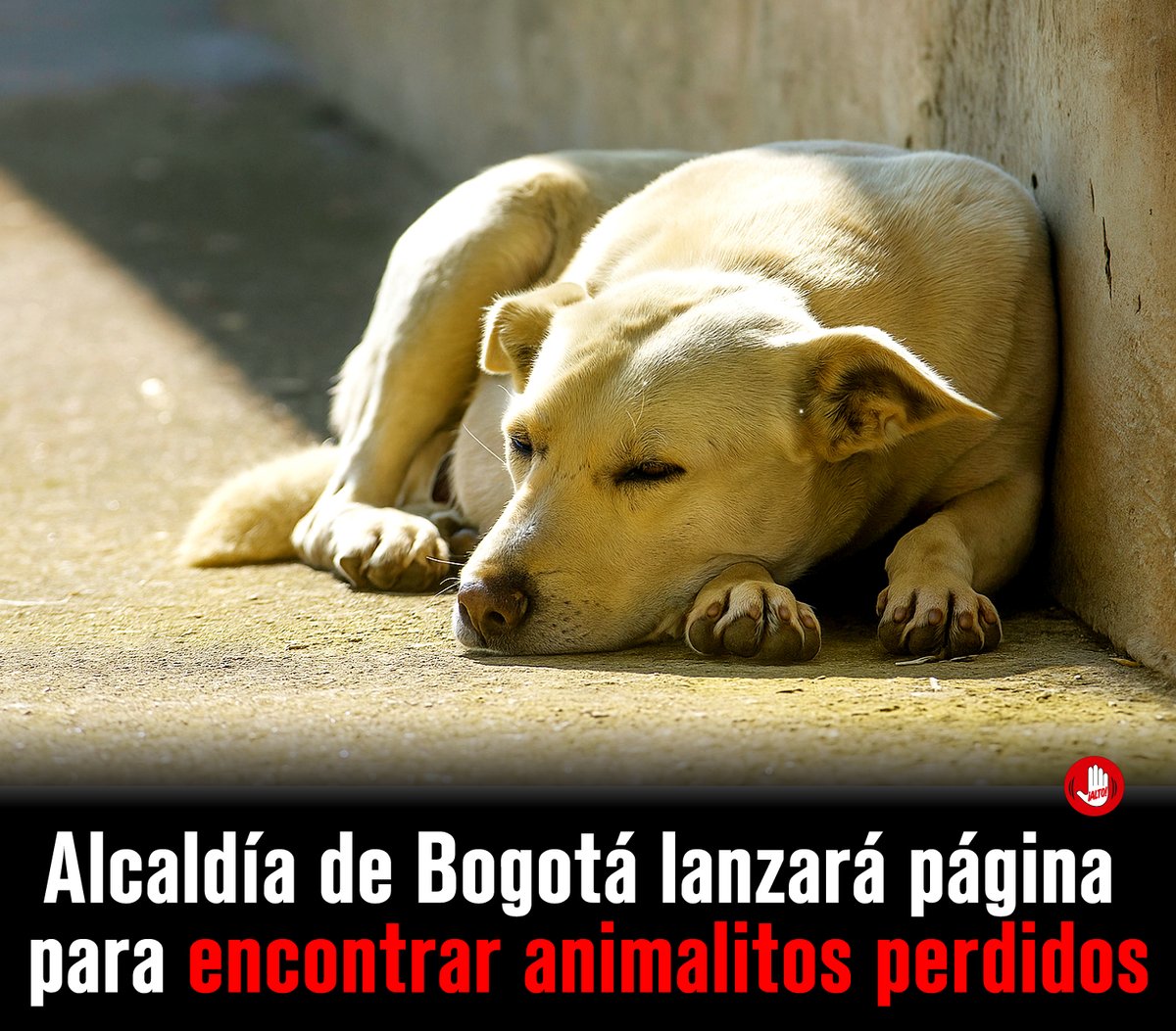 Plataforma ALTO (@plataformaalto) on Twitter photo ¡Atención! Alcaldía de <a href="/Bogota/">Alcaldía de Bogotá</a> lanzará página web para ayudar a encontrar animalitos perdidos en la ciudad. ❤️🐶
Ellos también son familia, por eso, cuando un perrito o un gatico se extravía, los integrantes del hogar hacen de todo por encontrarlos.
Para ayudar a ese propósito ¡Atención! Alcaldía de <a href="/Bogota/">Alcaldía de Bogotá</a> lanzará página web para ayudar a encontrar animalitos perdidos en la ciudad. ❤️🐶
Ellos también son familia, por eso, cuando un perrito o un gatico se extravía, los integrantes del hogar hacen de todo por encontrarlos.
Para ayudar a ese propósito
