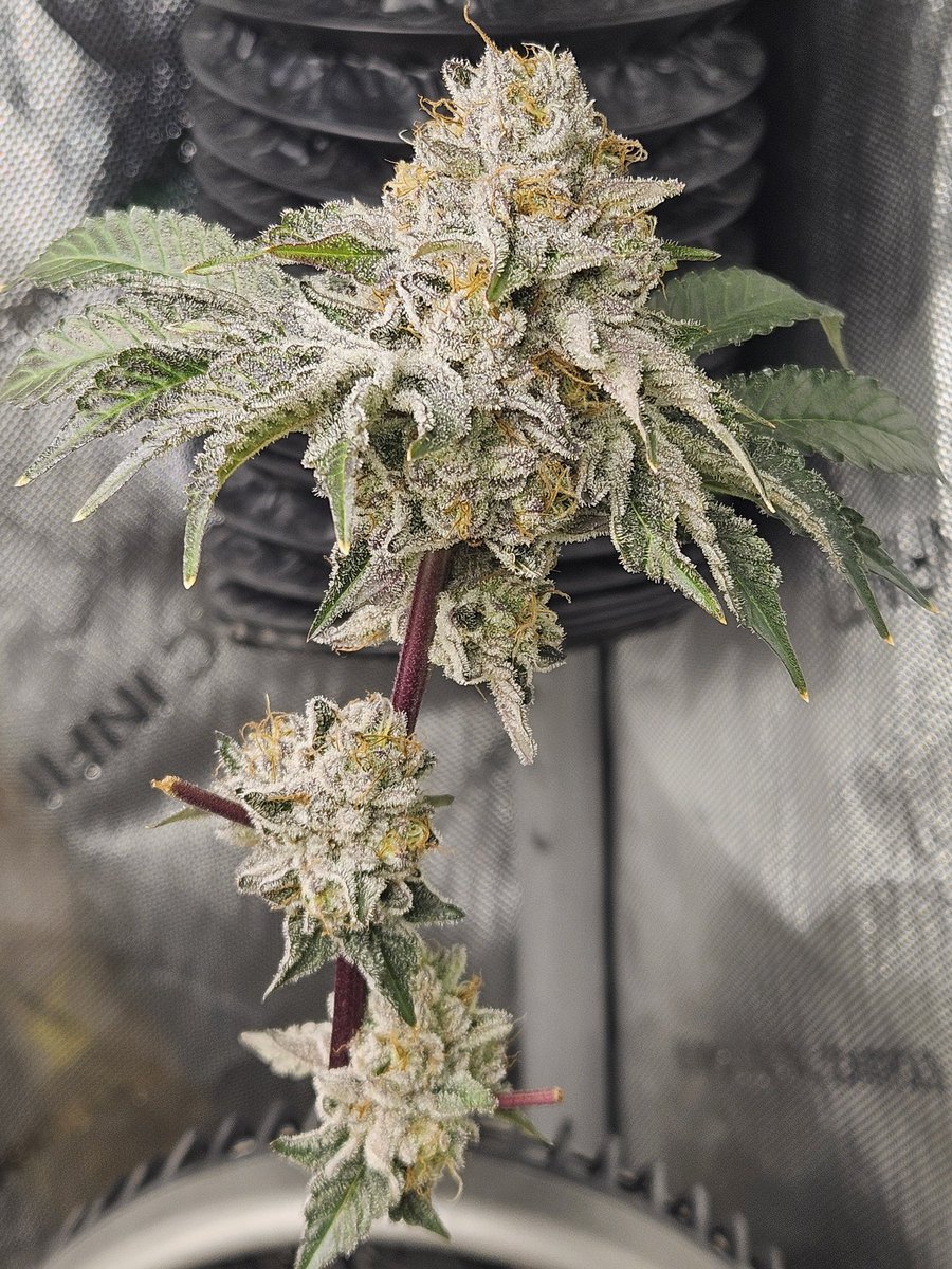 Savage Gardens (@savage_gardenz) on Twitter photo After 6 indoor grows, I've learned:
-Bag seed (pic) worth the risk
-amazing small breeders on x, blaise, ghostdog.
-2 plants yield bigger and better bud than one huge plant
-soil can be reused
-your house smells. You're nose blind. 
-blumats!
-addicted to grow gear.
-2 much weed After 6 indoor grows, I've learned:
-Bag seed (pic) worth the risk
-amazing small breeders on x, blaise, ghostdog.
-2 plants yield bigger and better bud than one huge plant
-soil can be reused
-your house smells. You're nose blind. 
-blumats!
-addicted to grow gear.
-2 much weed