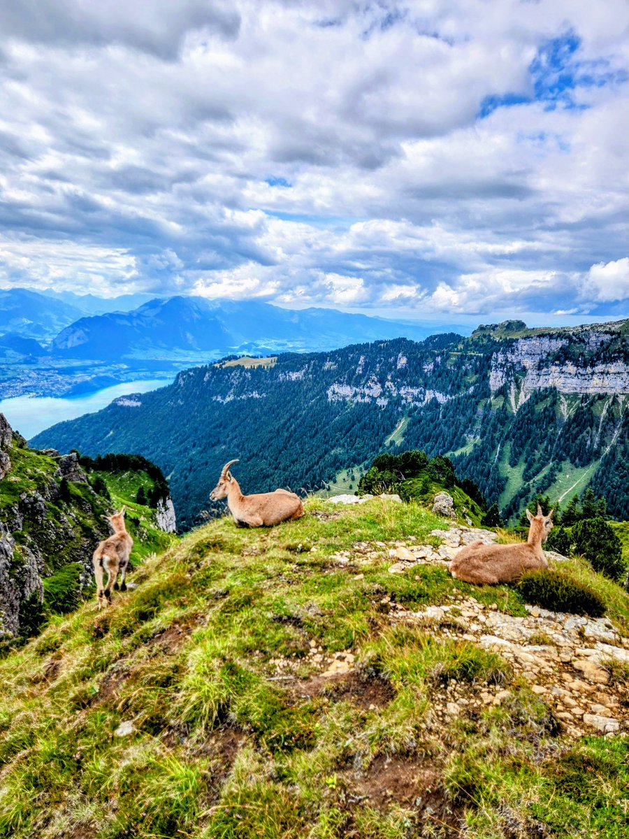 A family of Alpine Ibex rest on the Niederhorn 🇨🇭