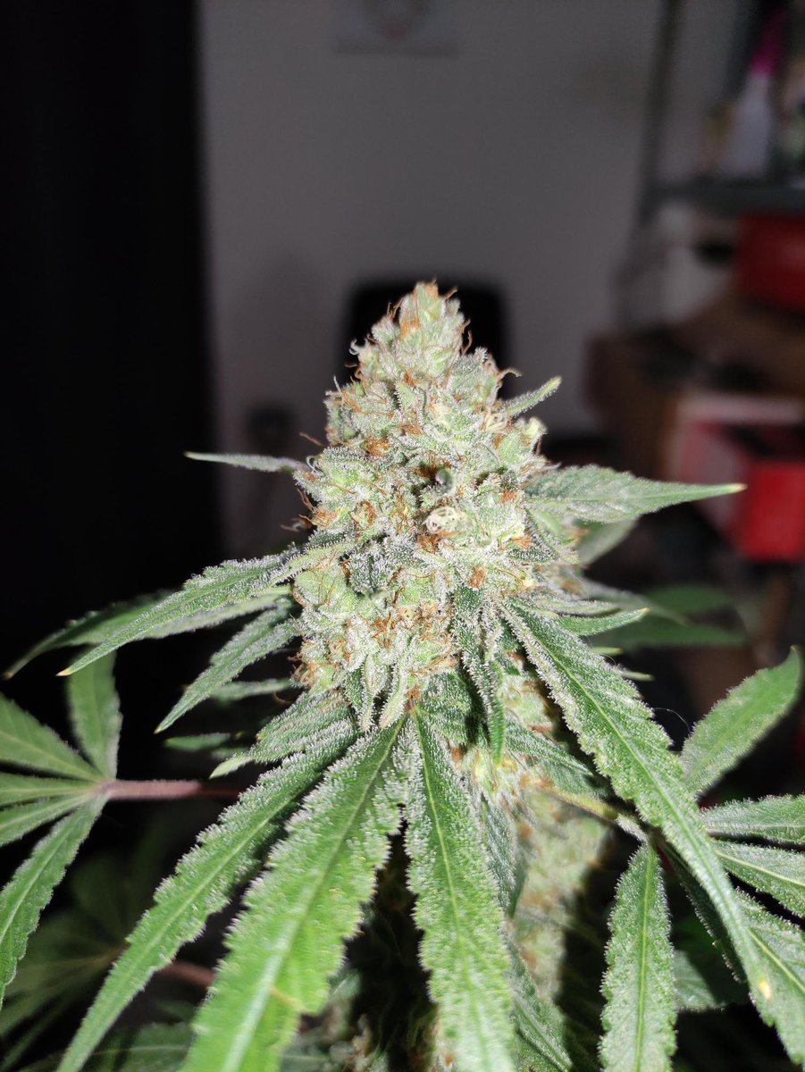 TESTER- FAST VERSION 'A': grower reports "recommend strain for beginners who look for a potent but easy strain, she's easy to grow and not very demanding"

#cannabis #cannabisgrower #growweed #cannabiscommunity #cannabisculture #420life #growyourown #homegrown