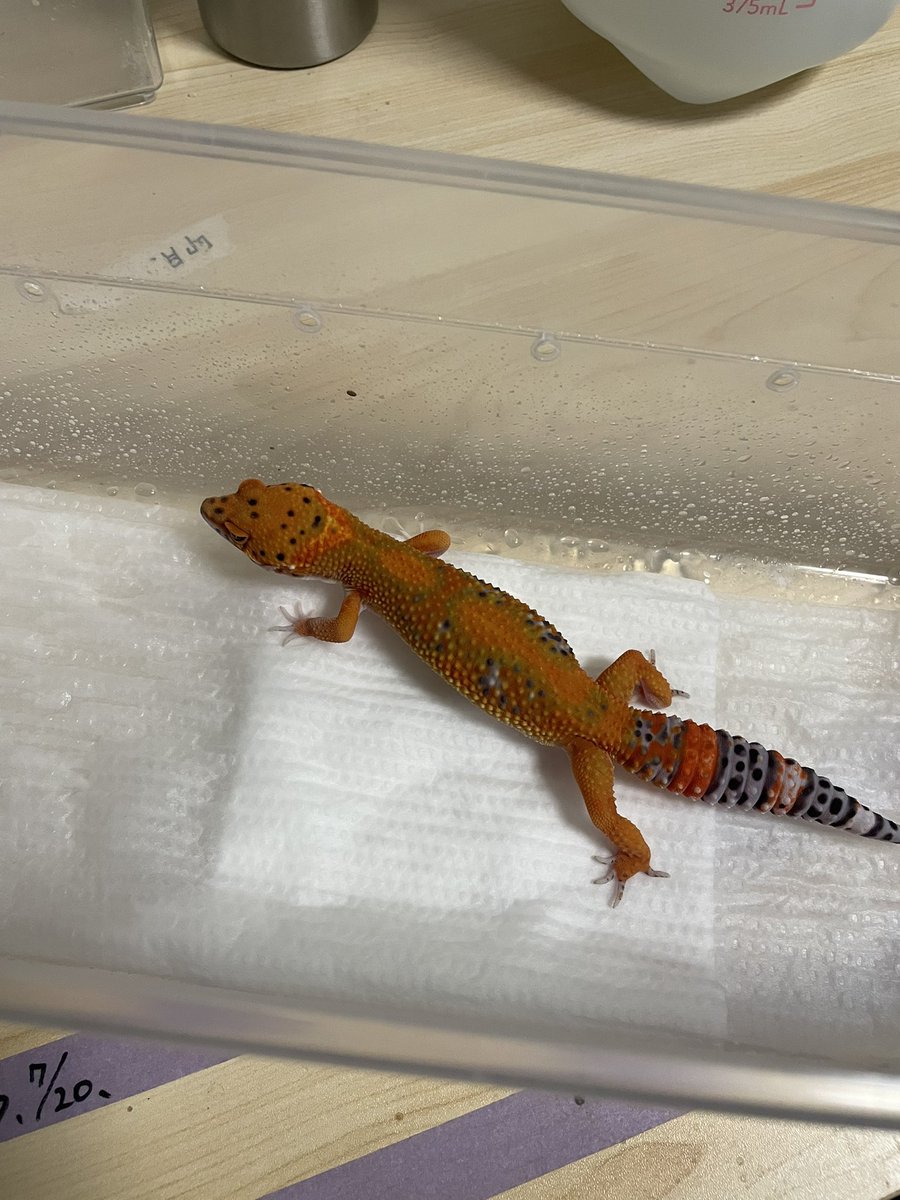 Key_Leopard's tweet image. 8/31大阪梅田のスカイビルで開催される近畿レプタイルズマーケットに出展される@Blaevo_Rep_Bugs シンヤ君@sinya_honshu のブースで2025年産まれのタンジェリンベル(レッドデビルクロス)、レーダー、タンジェリンや2023年産まれのレッドデビルを一緒に販売させてもらいます。よろしくお願いします👍