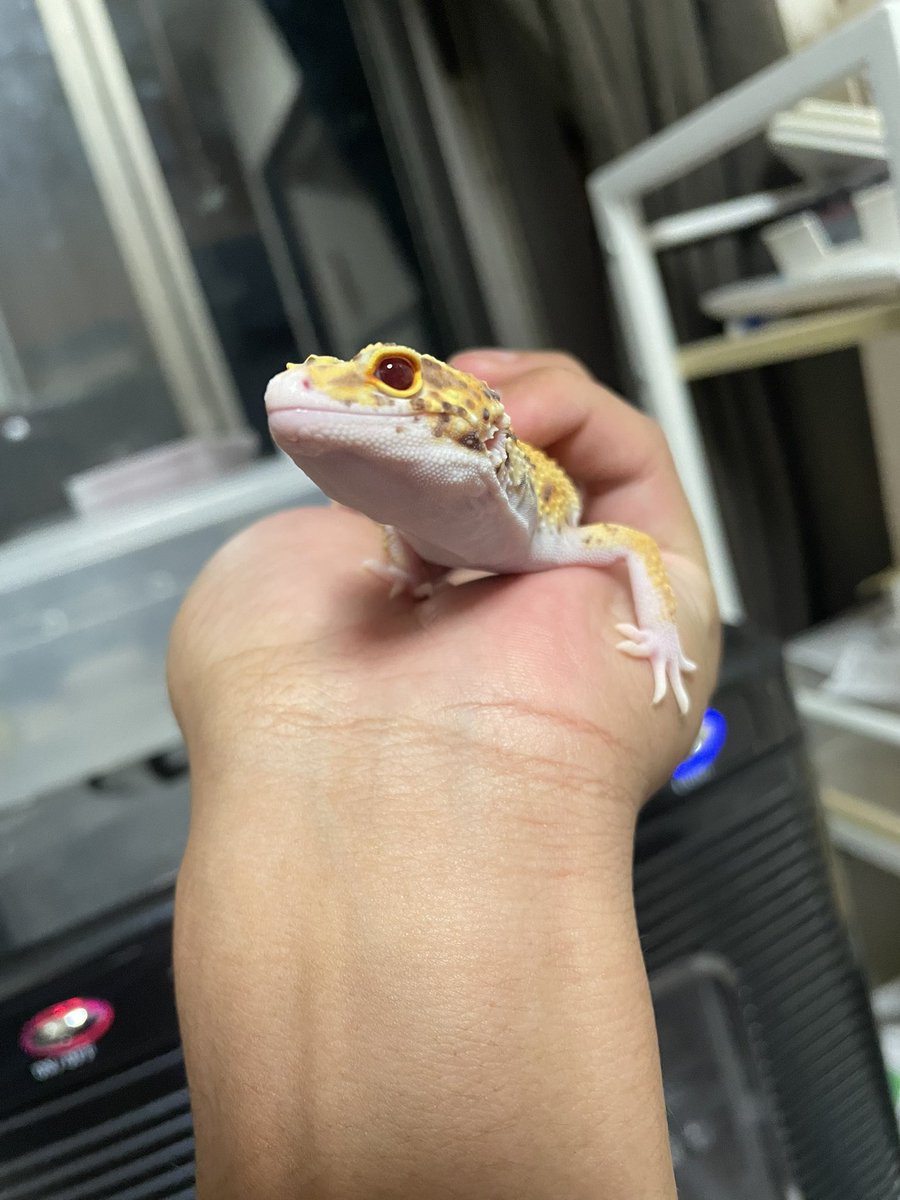 Key_Leopard's tweet image. 8/31大阪梅田のスカイビルで開催される近畿レプタイルズマーケットに出展される@Blaevo_Rep_Bugs シンヤ君@sinya_honshu のブースで2025年産まれのタンジェリンベル(レッドデビルクロス)、レーダー、タンジェリンや2023年産まれのレッドデビルを一緒に販売させてもらいます。よろしくお願いします👍