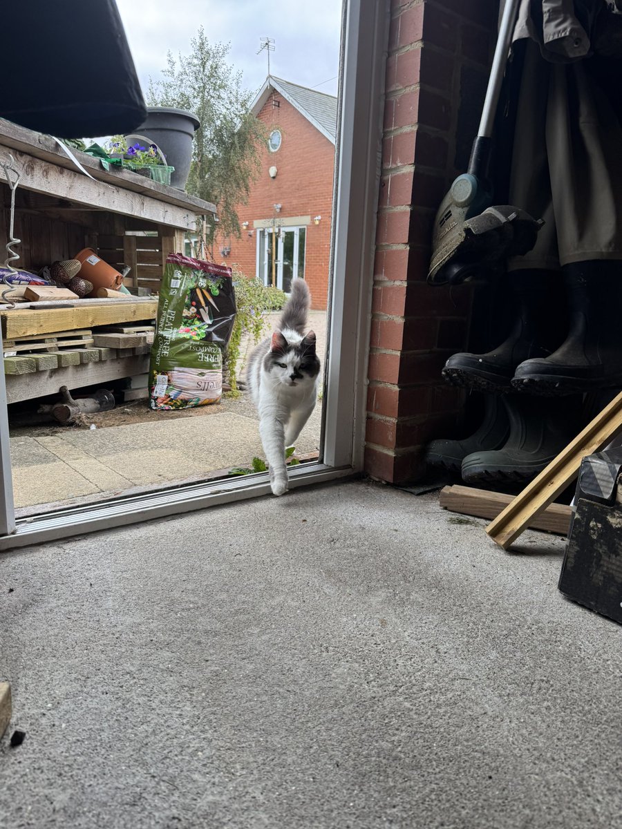 SpanielsSuper's tweet photo. Real progress
Look who’s exploring the garage?
#HungryMartha
#MoveInMartha
Come on Martha #YouKnowYouWantTo https://t.co/dJzEp3oAou