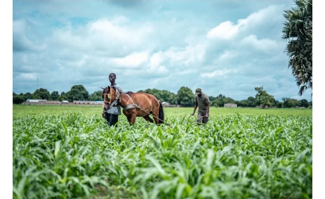 DocMbaye's tweet image. La souveraineté alimentaire africaine passe par la revalorisation de nos cultures traditionnelles et le contrôle de nos semences. Notre identité alimentaire forge notre indépendance 🌾
🇸🇳 #SénégalVision2050 #SouverainetéAlimentaire