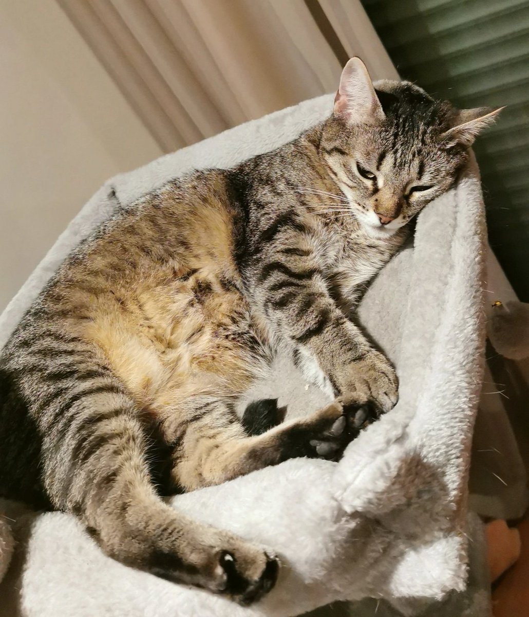 Hackali (@kevinhackali) on Twitter photo Job's not done and we want to go to Stockholm, simple as that - BO5 today vs. <a href="/NORDEsports/">NORD Esports</a> @ 17H 🇵🇹 / 18H 🇪🇺
Weekly cat picture for an engagement booster 😼 Job's not done and we want to go to Stockholm, simple as that - BO5 today vs. <a href="/NORDEsports/">NORD Esports</a> @ 17H 🇵🇹 / 18H 🇪🇺
Weekly cat picture for an engagement booster 😼