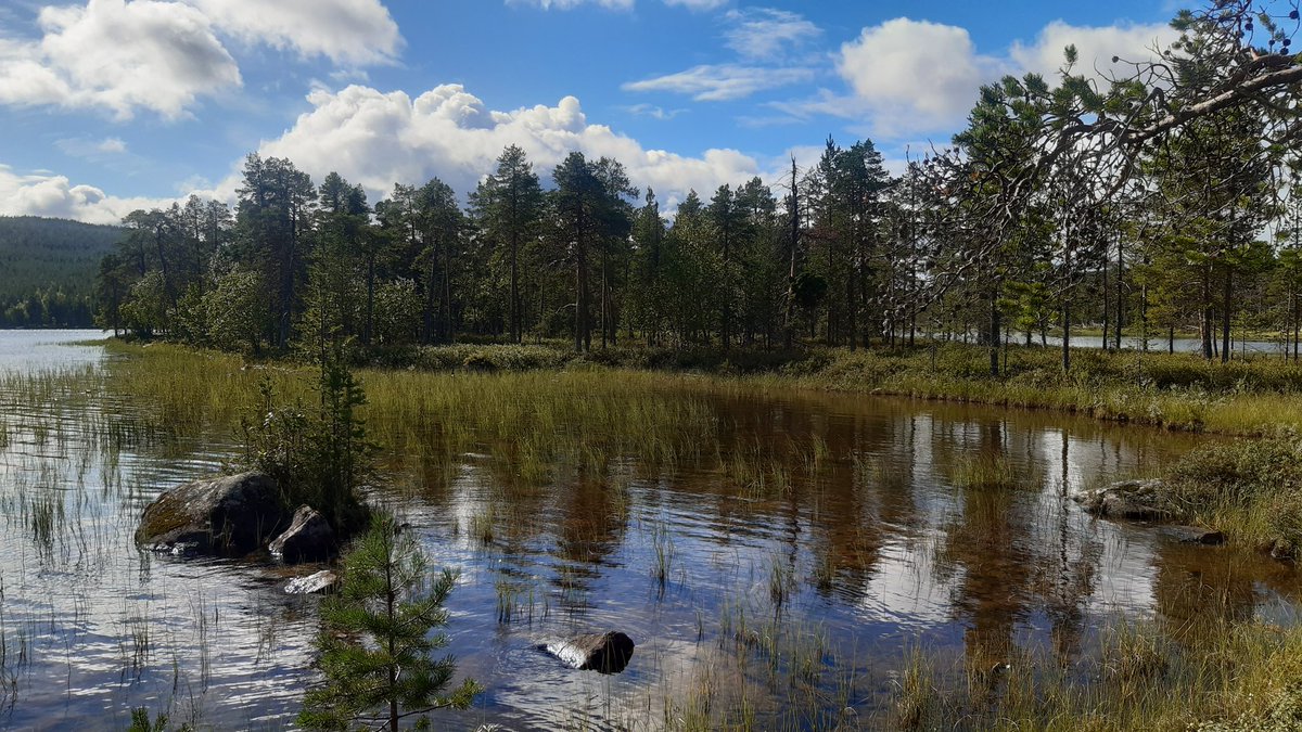 Päiväretki luonnonperintösäätiön rahoittamassa Nangujärven metsässä. #Inari #Nangujärvi #ikimetsänystävät #luonnonperintösäätiö