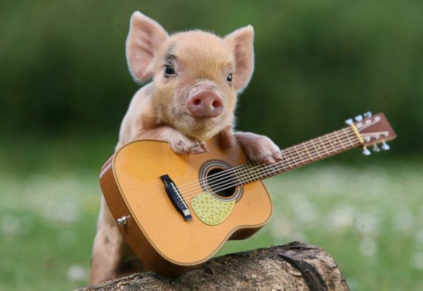 BrindusaB1's tweet image. #UK
#Pigs/#Bacon
Is this really, really, really true ... ?