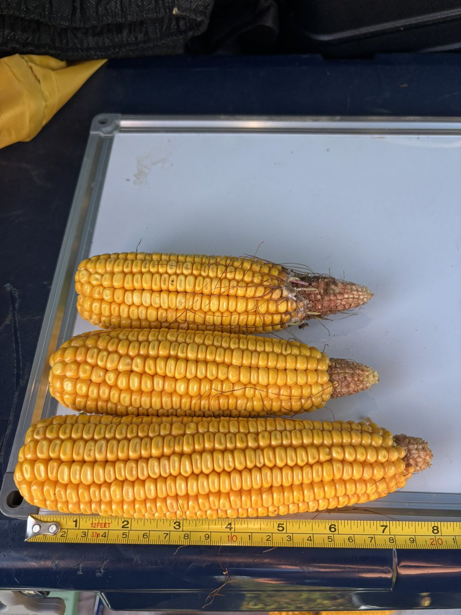 Oliver - Blue Line Futures tweet media