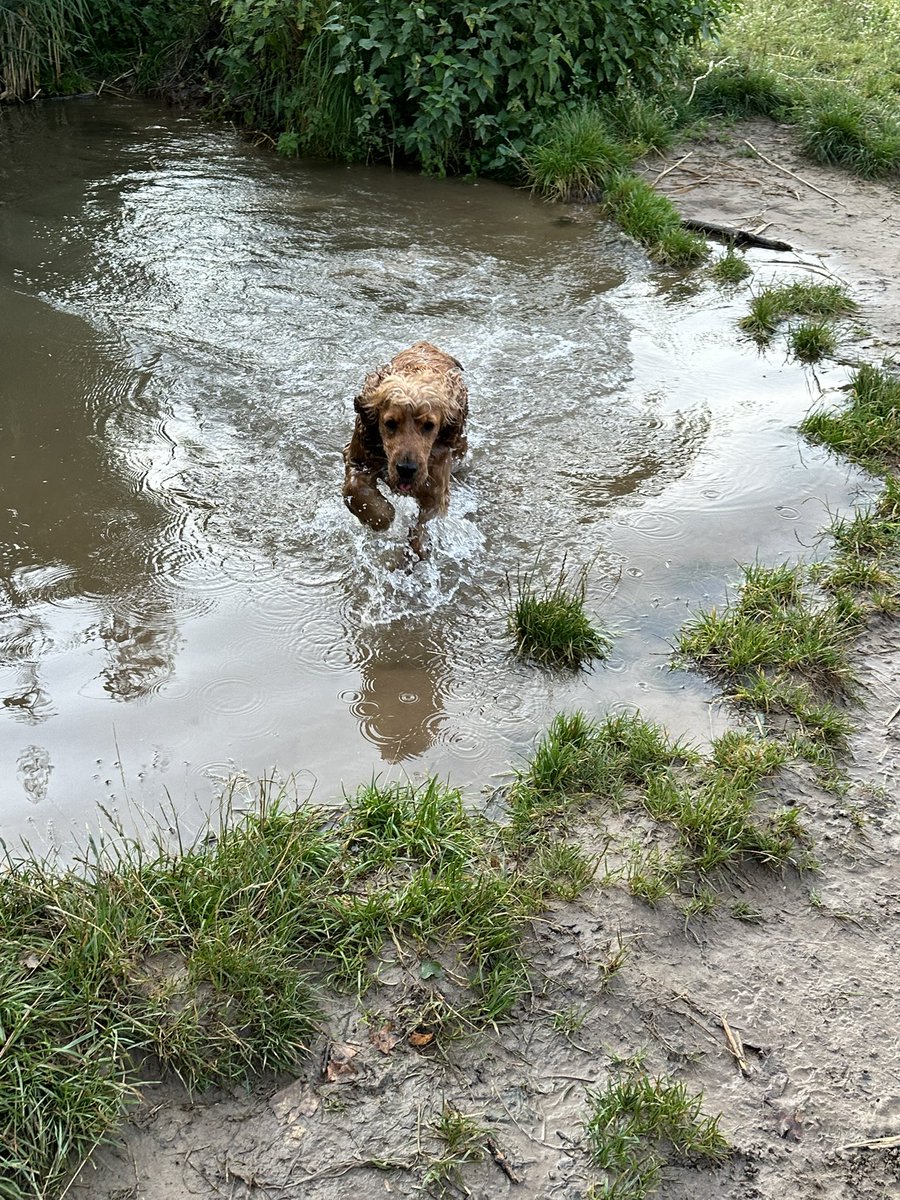 Guten Morgen liebe Freunde. So ein Überraschungsgassi hatte ich heute Morgen schon 🤩
#twitterrudel