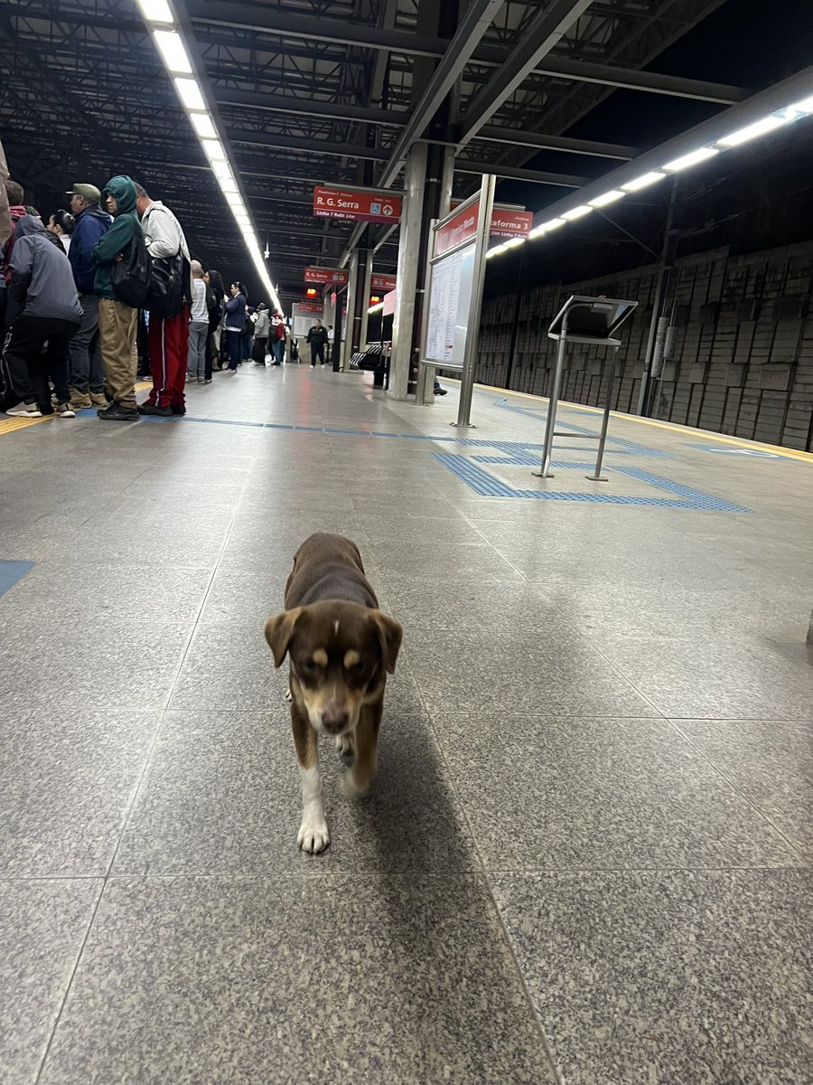 DiariodaCPTM's tweet photo. ⚠️ Situação dos trens em São Paulo 👇
#CPTM 🚆
#S710 - Serviço 710: 🟢 Operando (Jundiaí ↔ Rio Grande da Serra)
#L7 - Linha 7-Rubi: 🟢 Operando (Jundiaí ↔ Brás)
#L10 - Linha 10-Turquesa: 🟢 Operando (Rio Grande da Serra ↔ Brás)
#L11 - Linha 11-Coral: 🟢 Operando (Estudantes ↔ Luz)
#L12 - Linha 12-Safira: 🟢 Operando
#L13 - Linha 13-Jade: 🟢 Operando
#ViaMobilidade 🚊
#L8 - Linha 8-Diamante: 🟢 Operando
#L9 - Linha 9-Esmeralda: 🟢 Operando
📸 Fco Morato