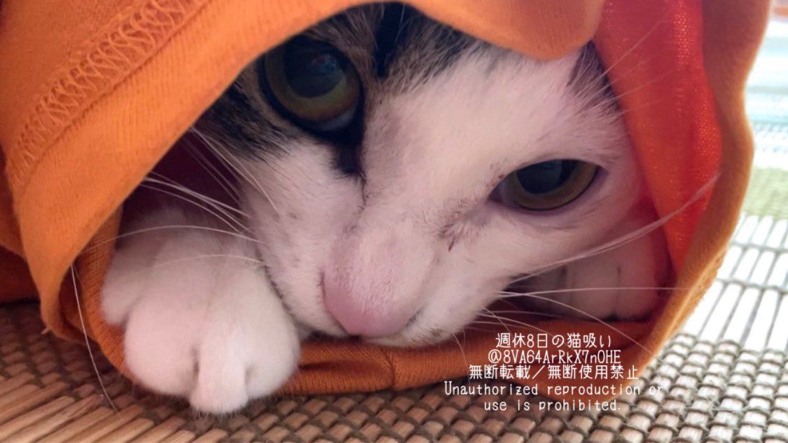 どこかの猫好き The moment I forced my way in, disaster struck This was