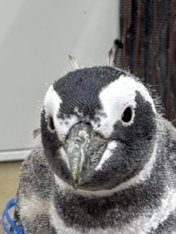 すみぺんページ すみだ水族館【公式】 on X