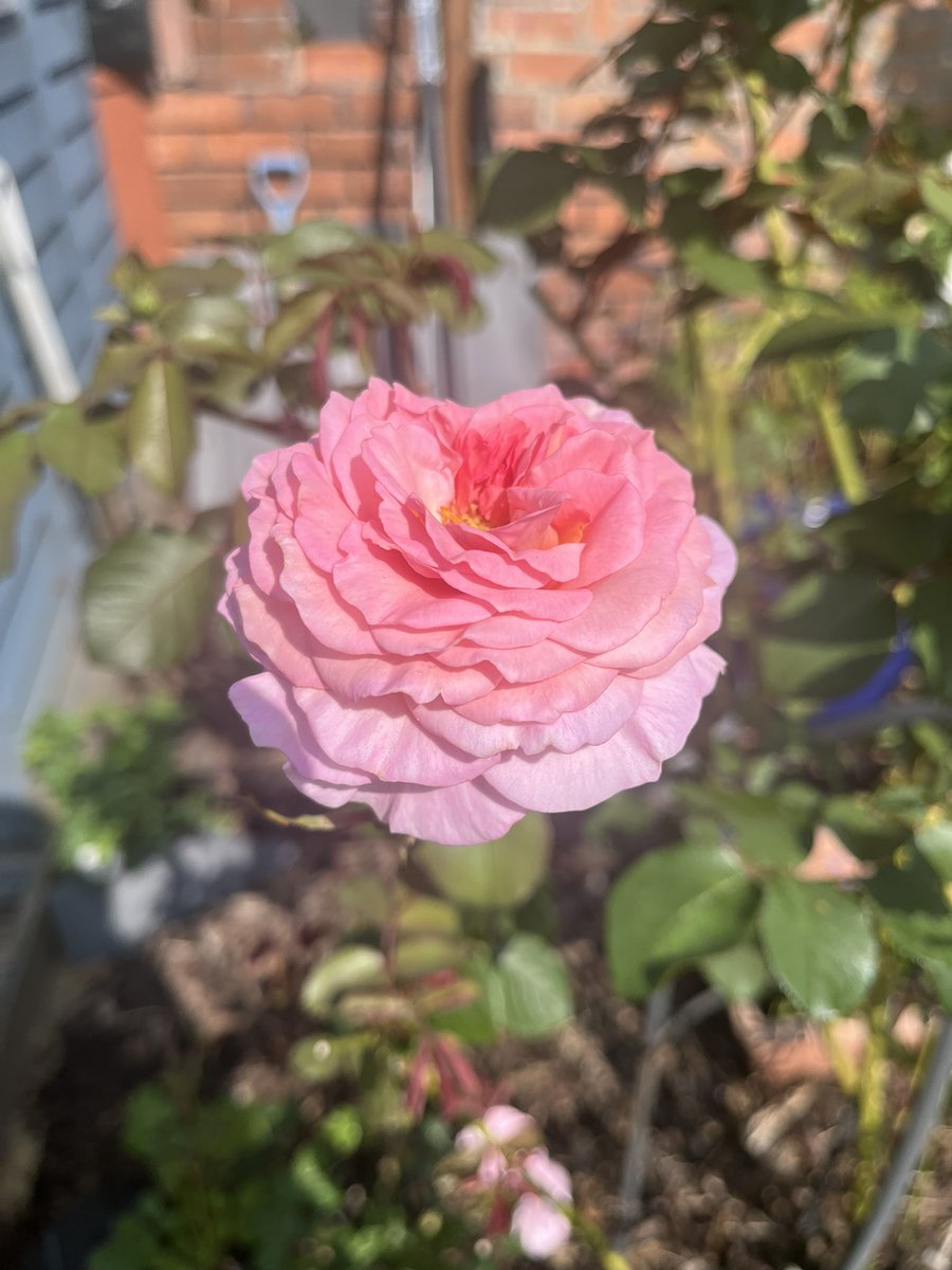 Happy #Rosewednesday and here’s the wonderful “James Galway”Rose. Such a perfect pink rose and repeat flowers for many months. Have a great rose filled day everyone #Roses #GardeningX