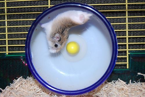 Tweets Of Hamster (@tweetsofhamster) on Twitter photo 