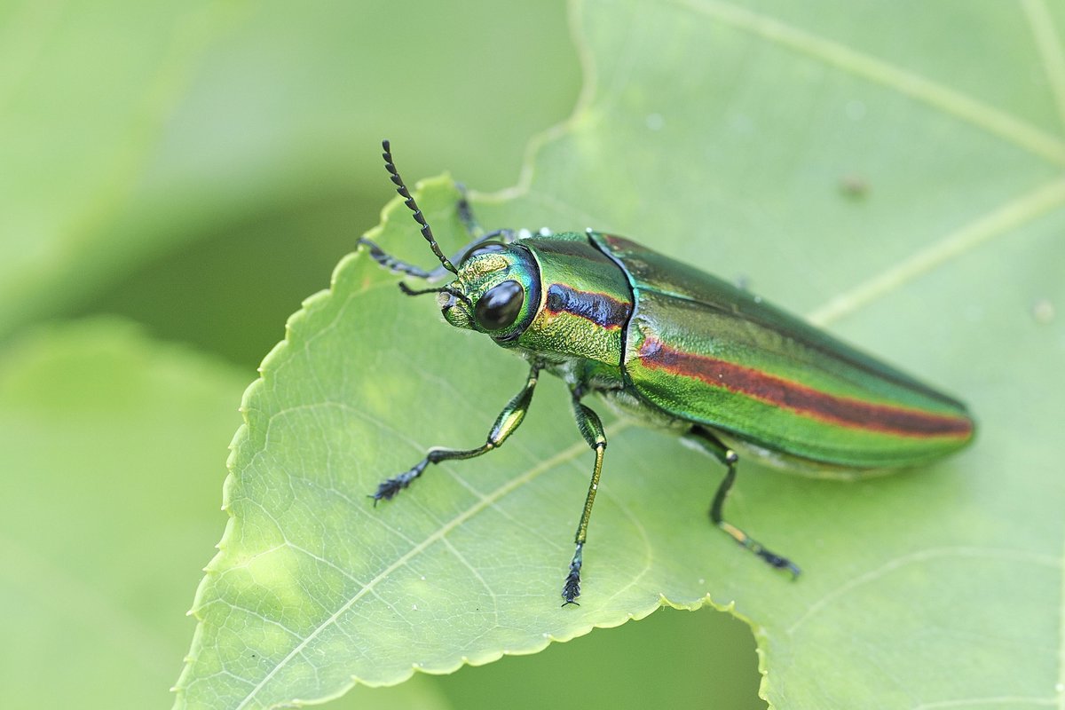 撮影倍率の高い超望遠レンズはとてもおすすめ。
鳥から虫まで、大体の生きものを写すことができるから、使っていてとても楽しい。