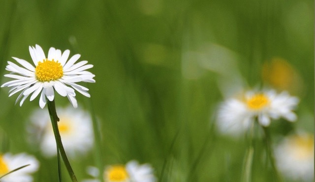IsabellaKoldras's tweet image. #daisy appeal 
                               lies in its humble &amp;amp; unassuming beauty...

                                         #MidWeekPickMeUp
