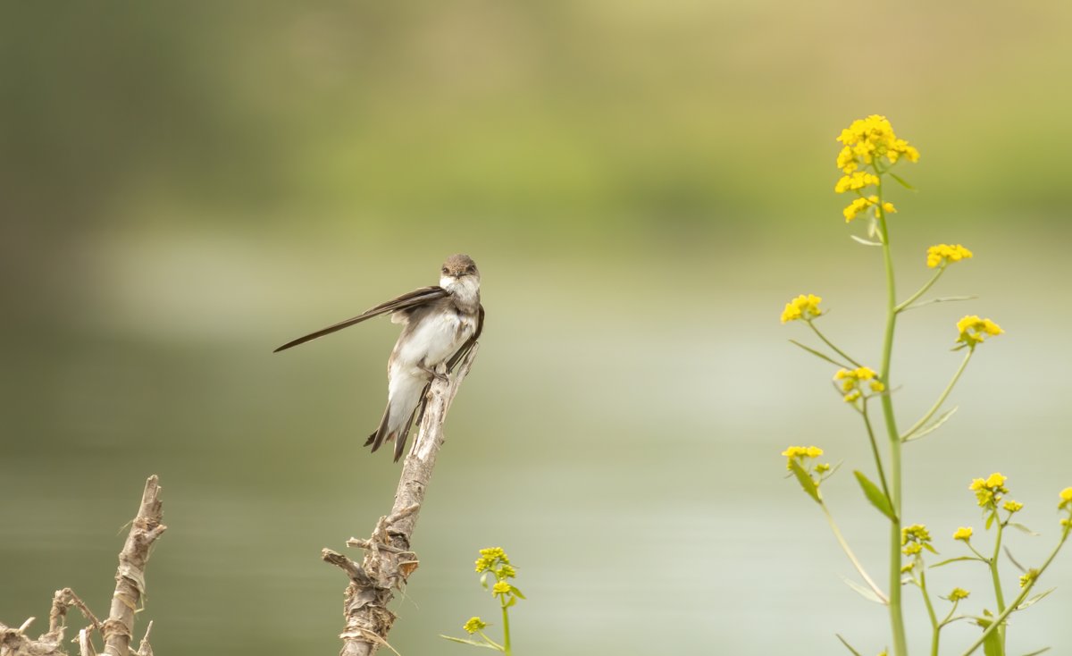 Canal & River Trust (@canalrivertrust) on Twitter photo If we lose our canals, we lose more than you might think.
We lose bees, water voles, kingfishers, and one of nature’s last refuges.
We’re working every day to protect them. 
Will you help? 
💙 Donate here:  utm.io/uiLiQ If we lose our canals, we lose more than you might think.
We lose bees, water voles, kingfishers, and one of nature’s last refuges.
We’re working every day to protect them. 
Will you help? 
💙 Donate here:  utm.io/uiLiQ