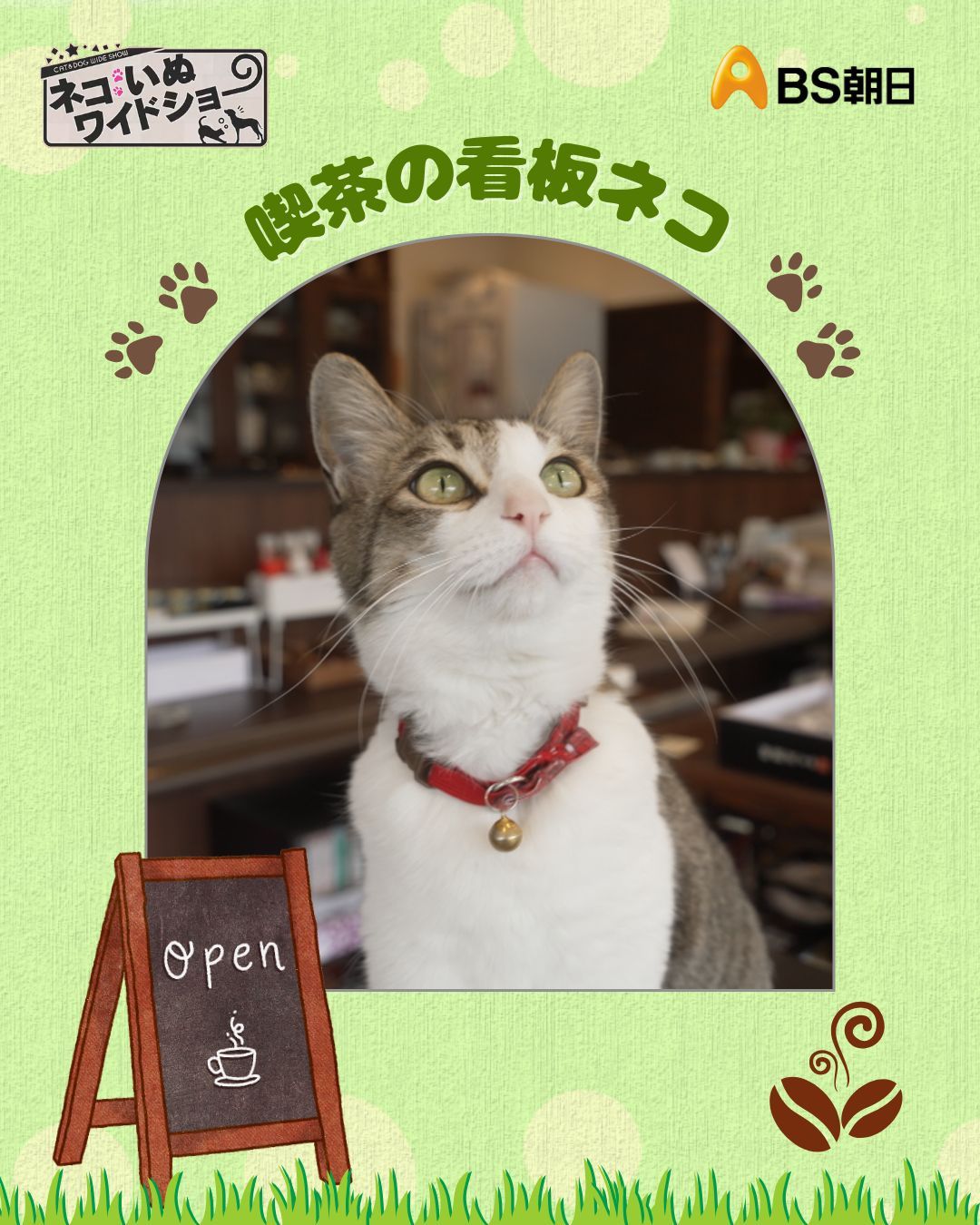 ネコ好きさんポイント無し 2000p使用 ネコ好きさんポイント無し 2000p